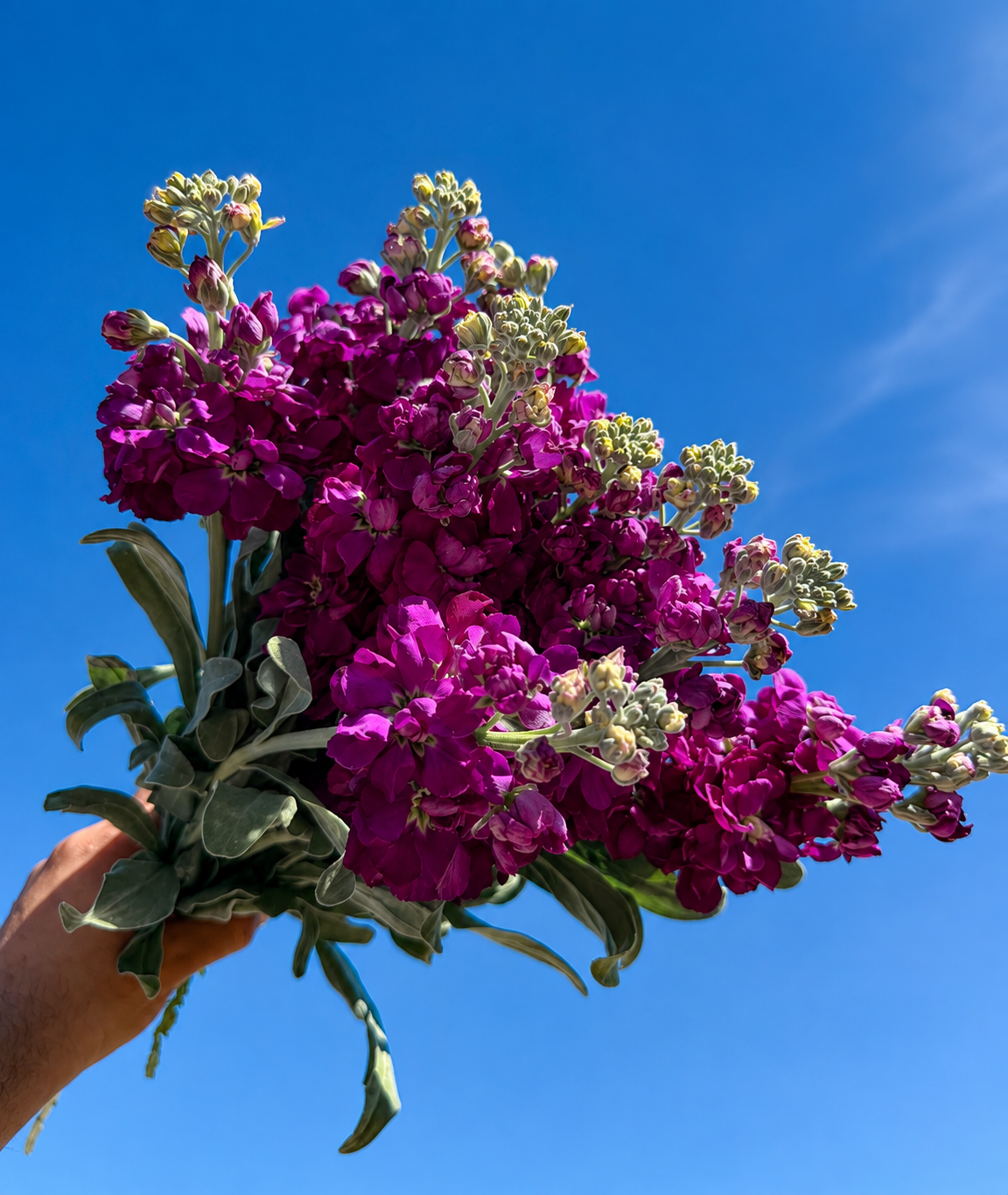 A hand holding a sprig of magenta stock flowers against a clear blue sky