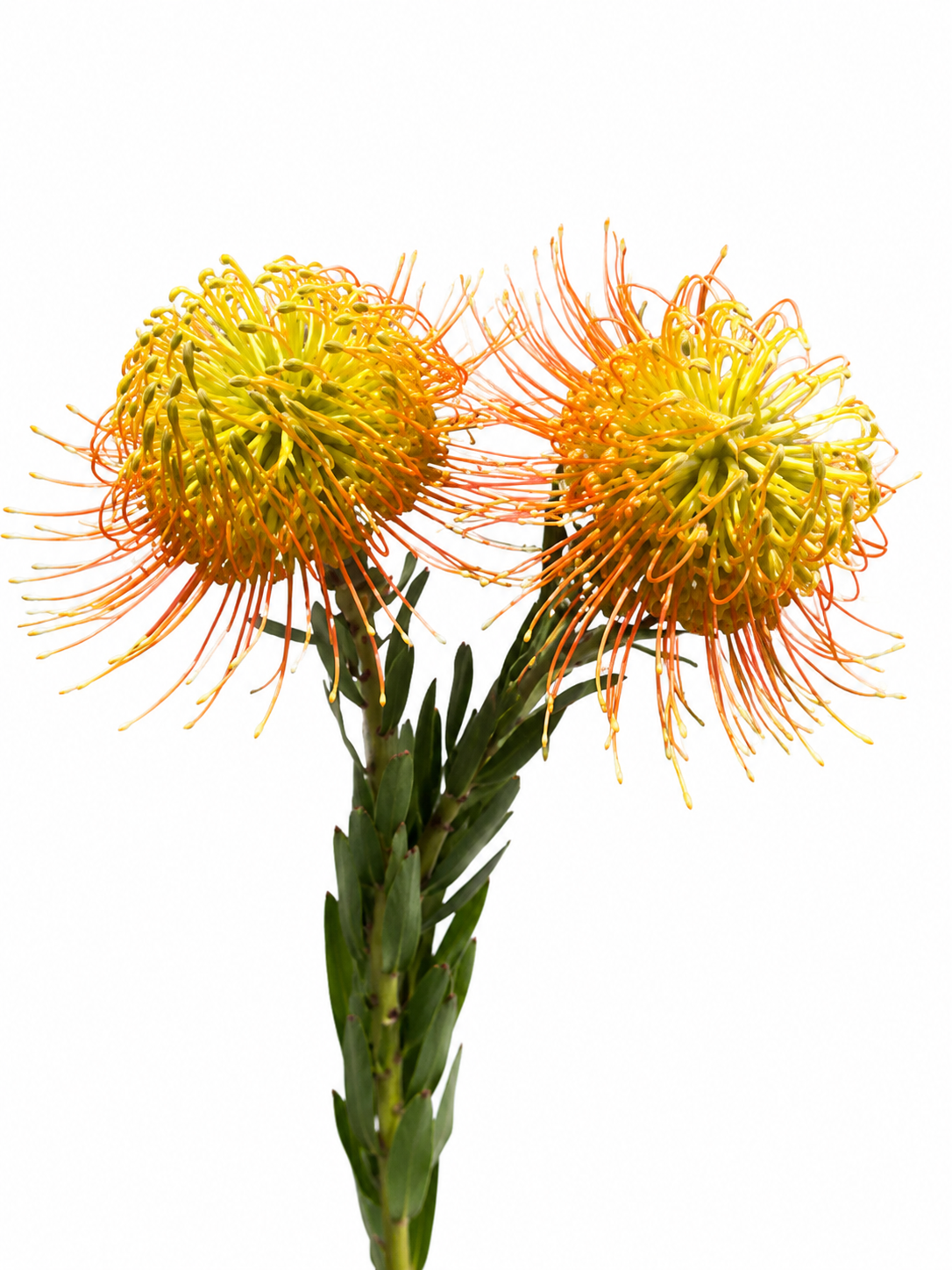 Pincushion Yellow