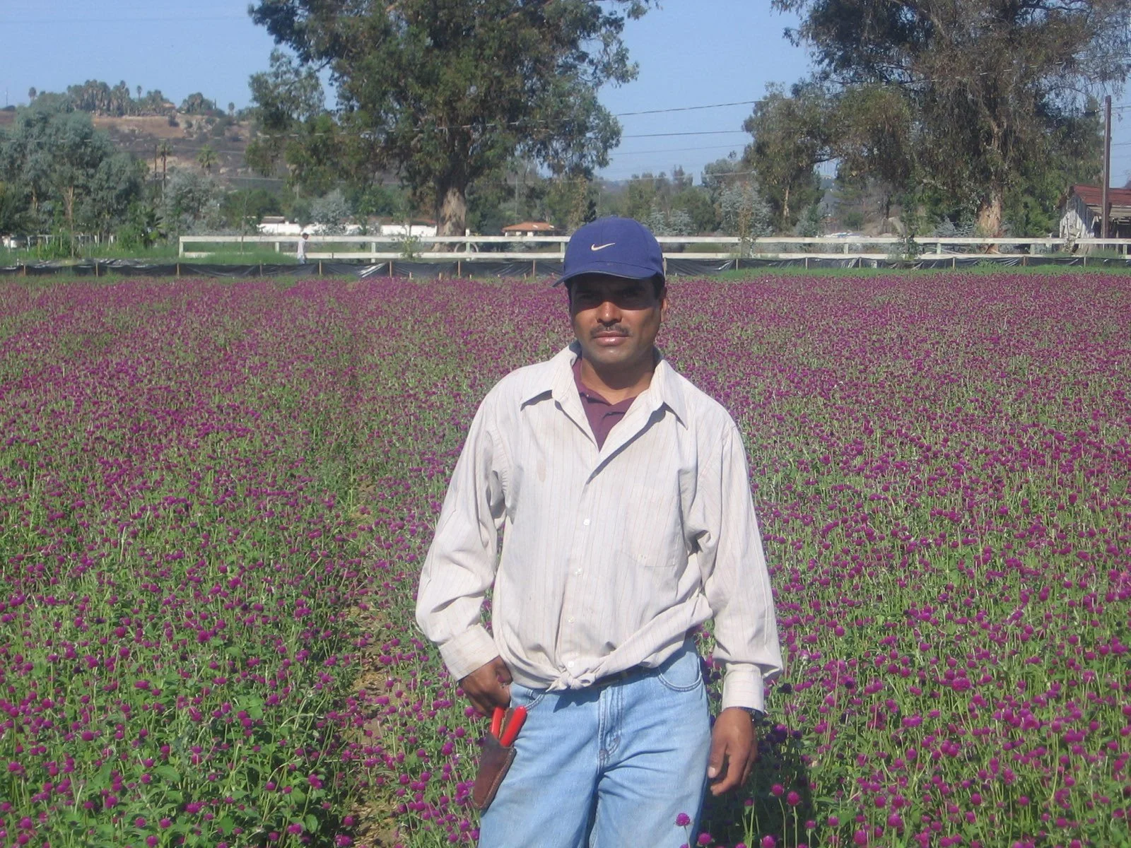 Angel Rangel, founder of R/A Growers, standing in a field of magenta blooms on the farm in Southern California