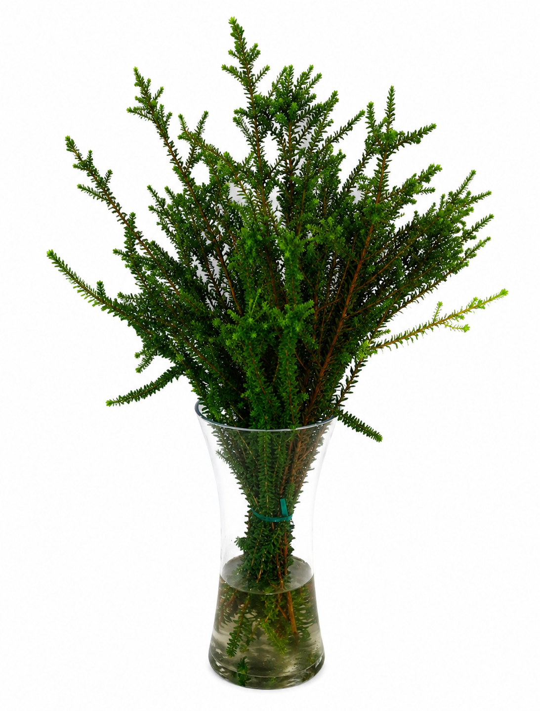 Honey Myrtle