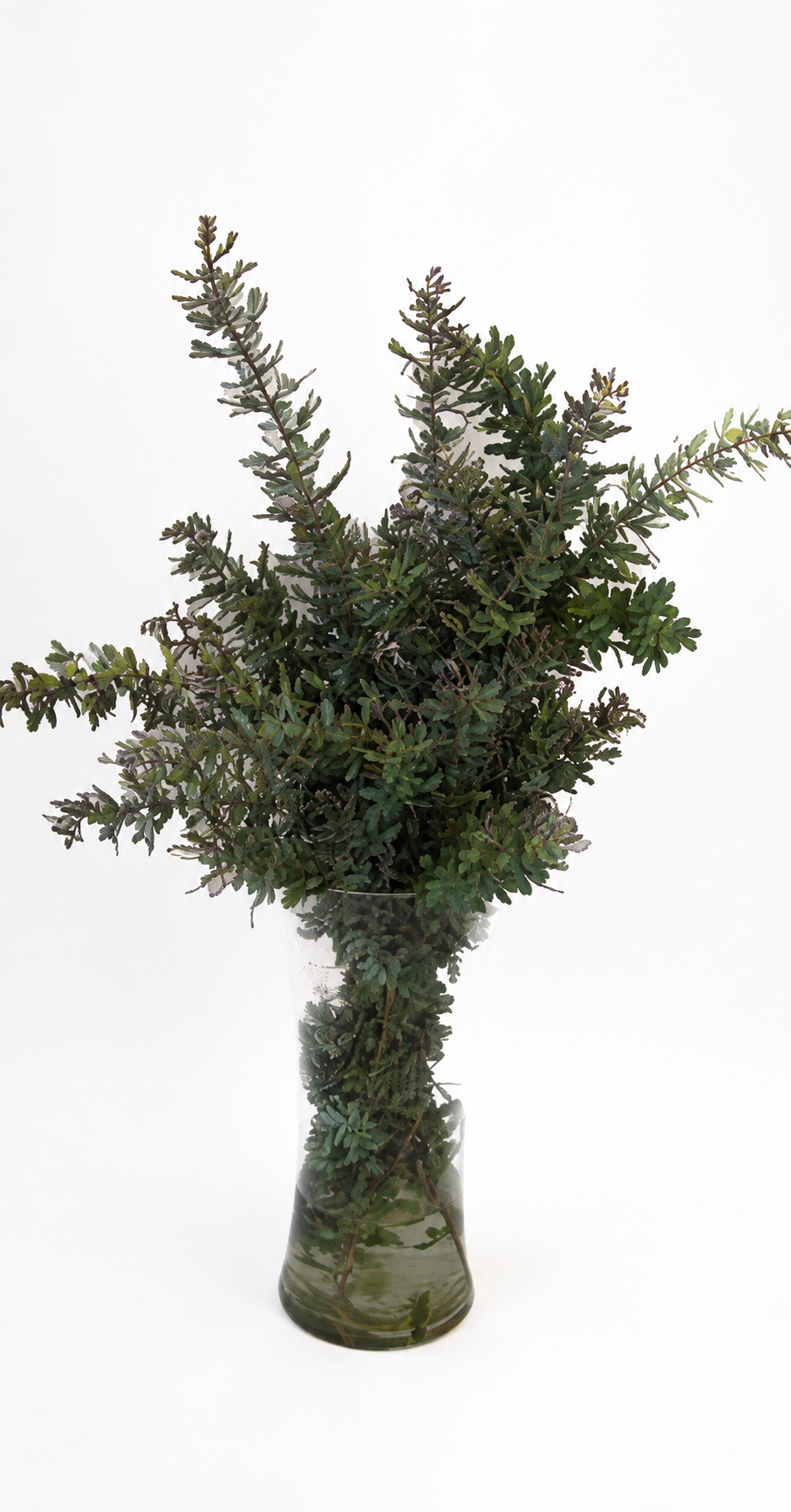Purple Acacia