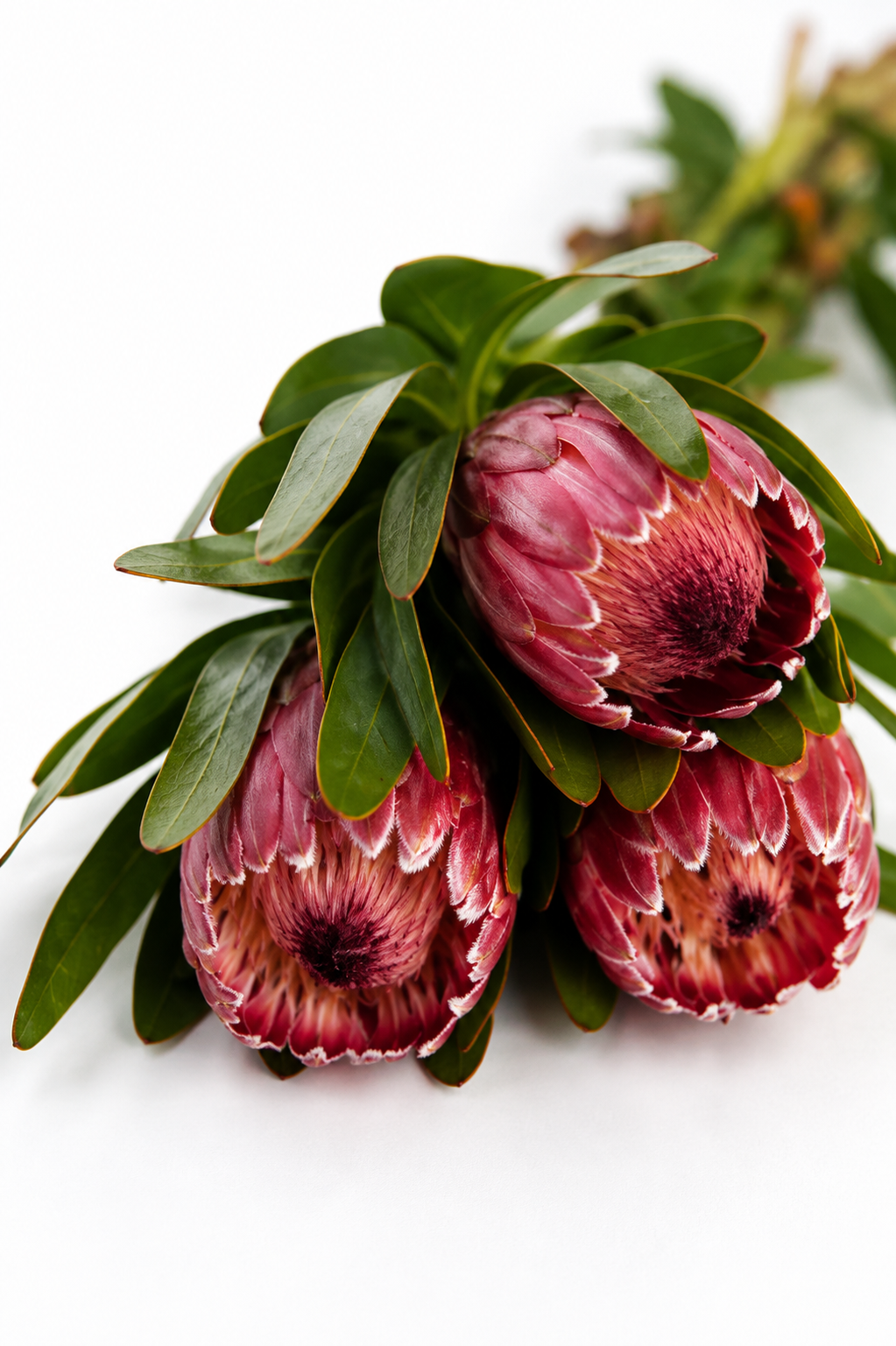 Pink Ice Protea