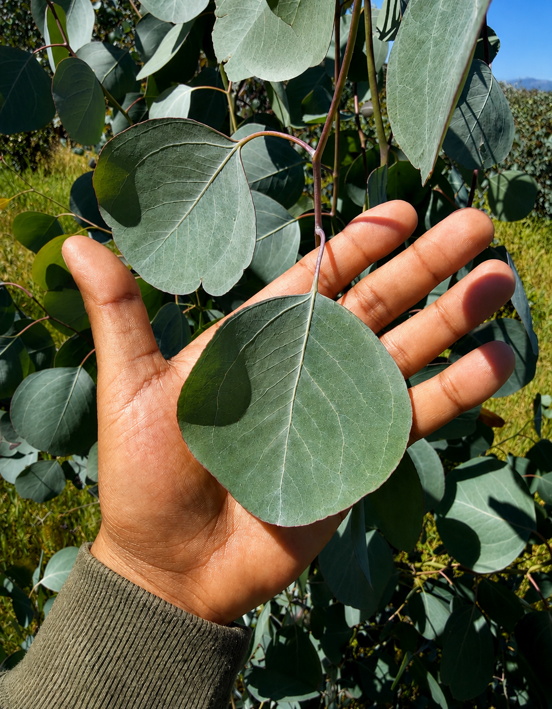 A hand holding a round silver dollar eucalyptus leaf up close
