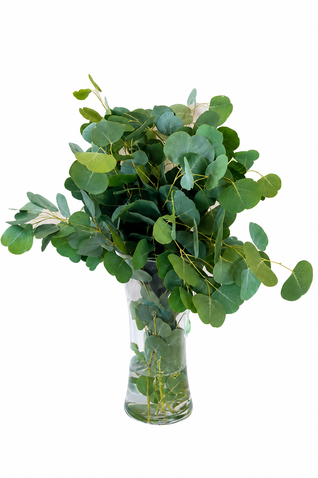Silver Dollar Eucalyptus (Available Year-Round)