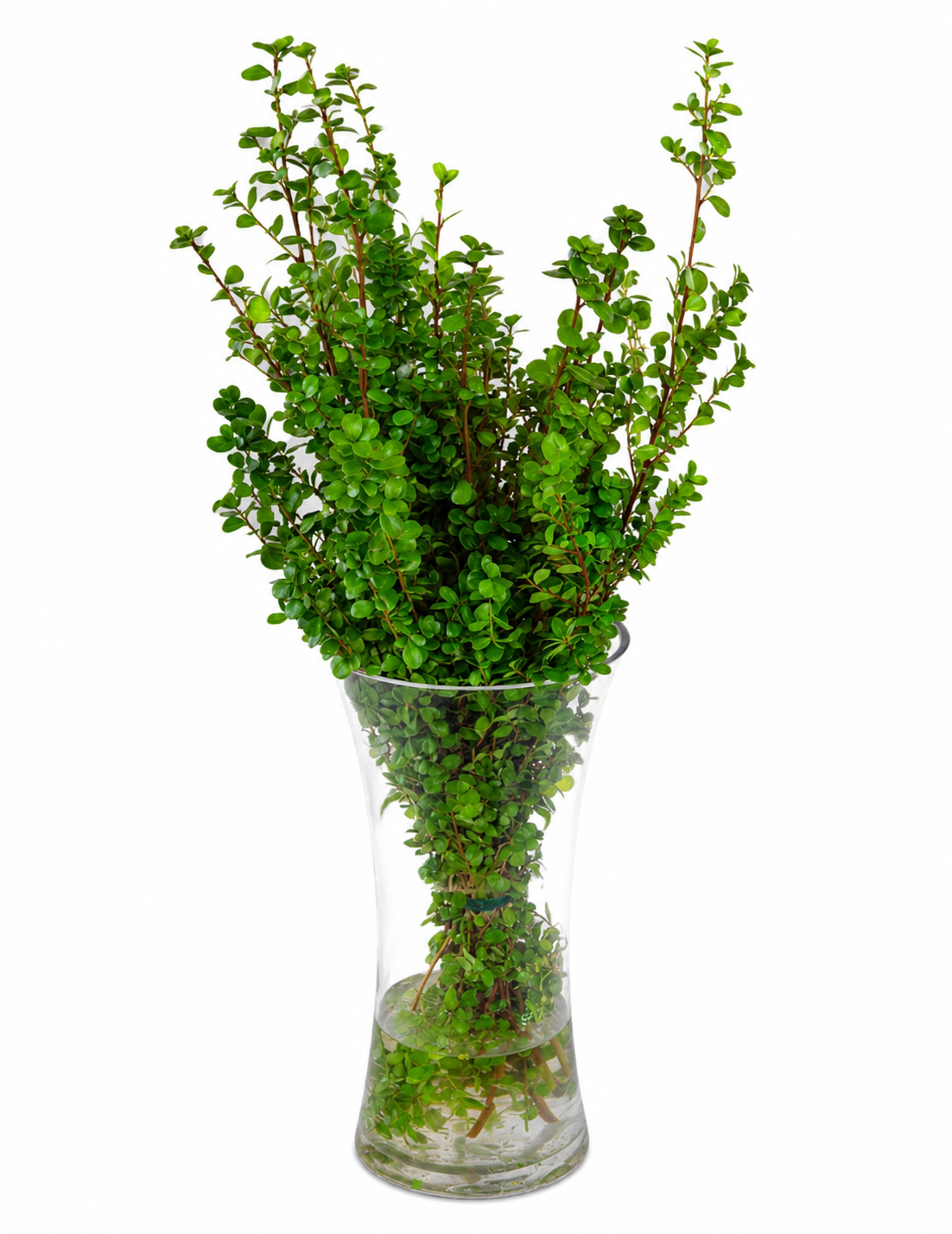 Boxwood 