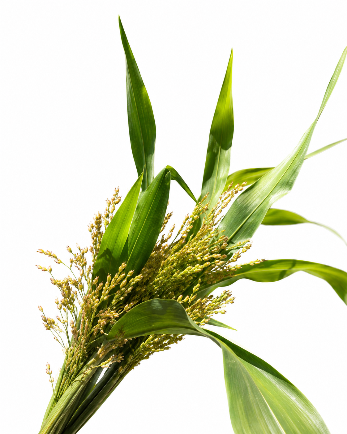 Broom Corn