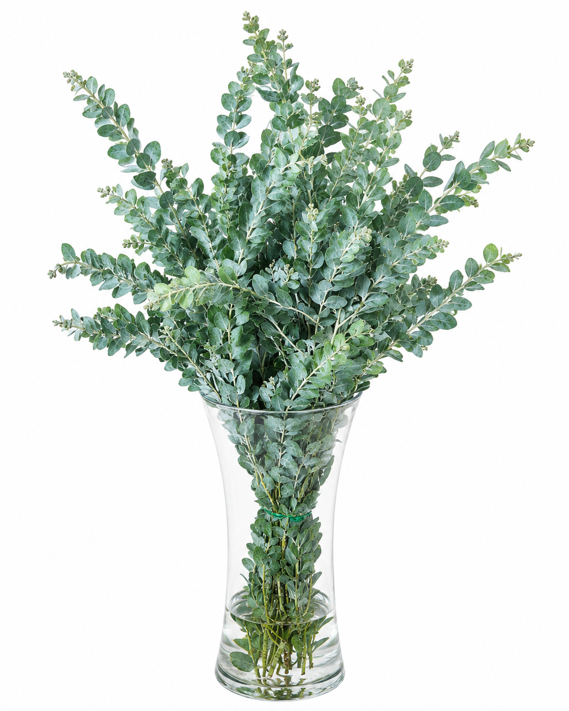 Acacia Pearl 