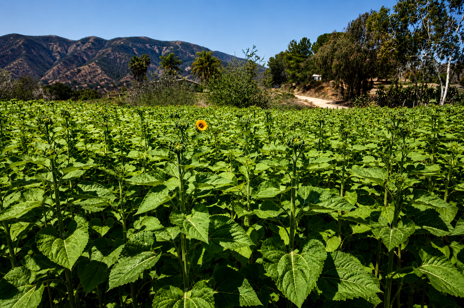 R/A Farm field of Sunflower located in valley center