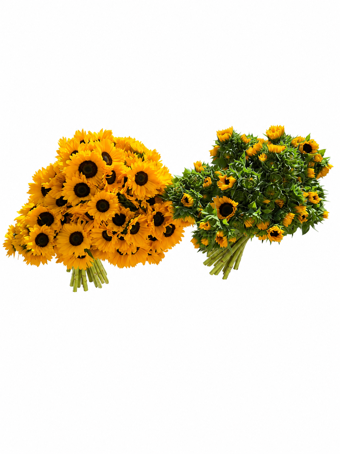 Sunflower Yellow
