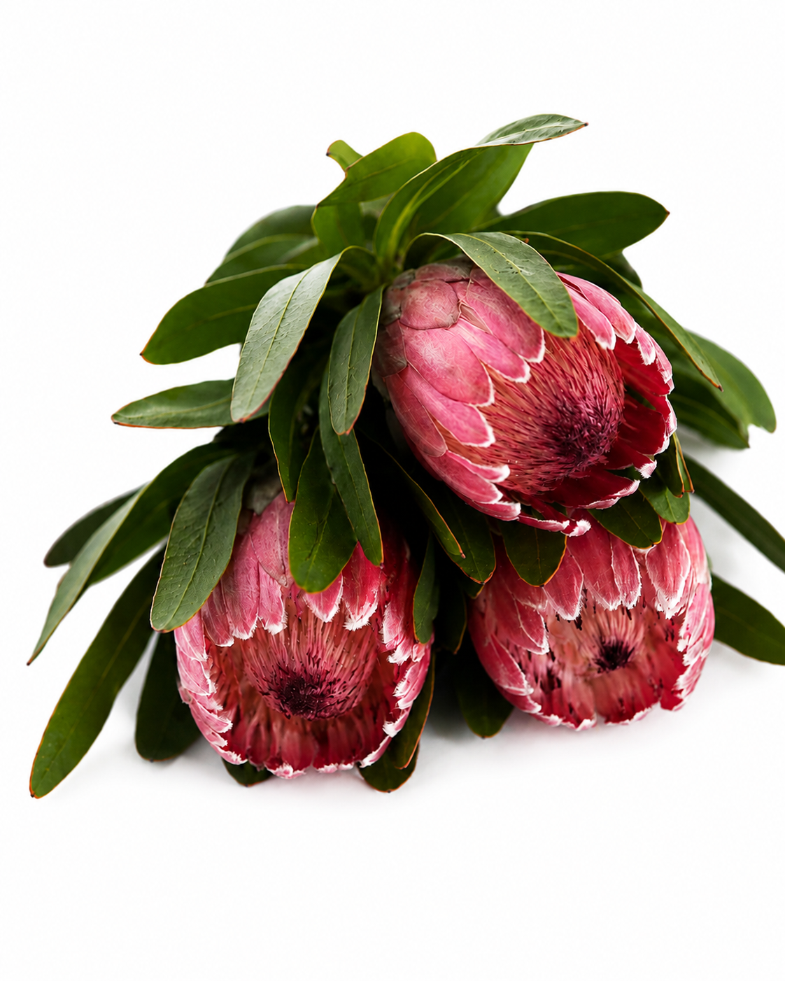 Three pink proteas with green foliage