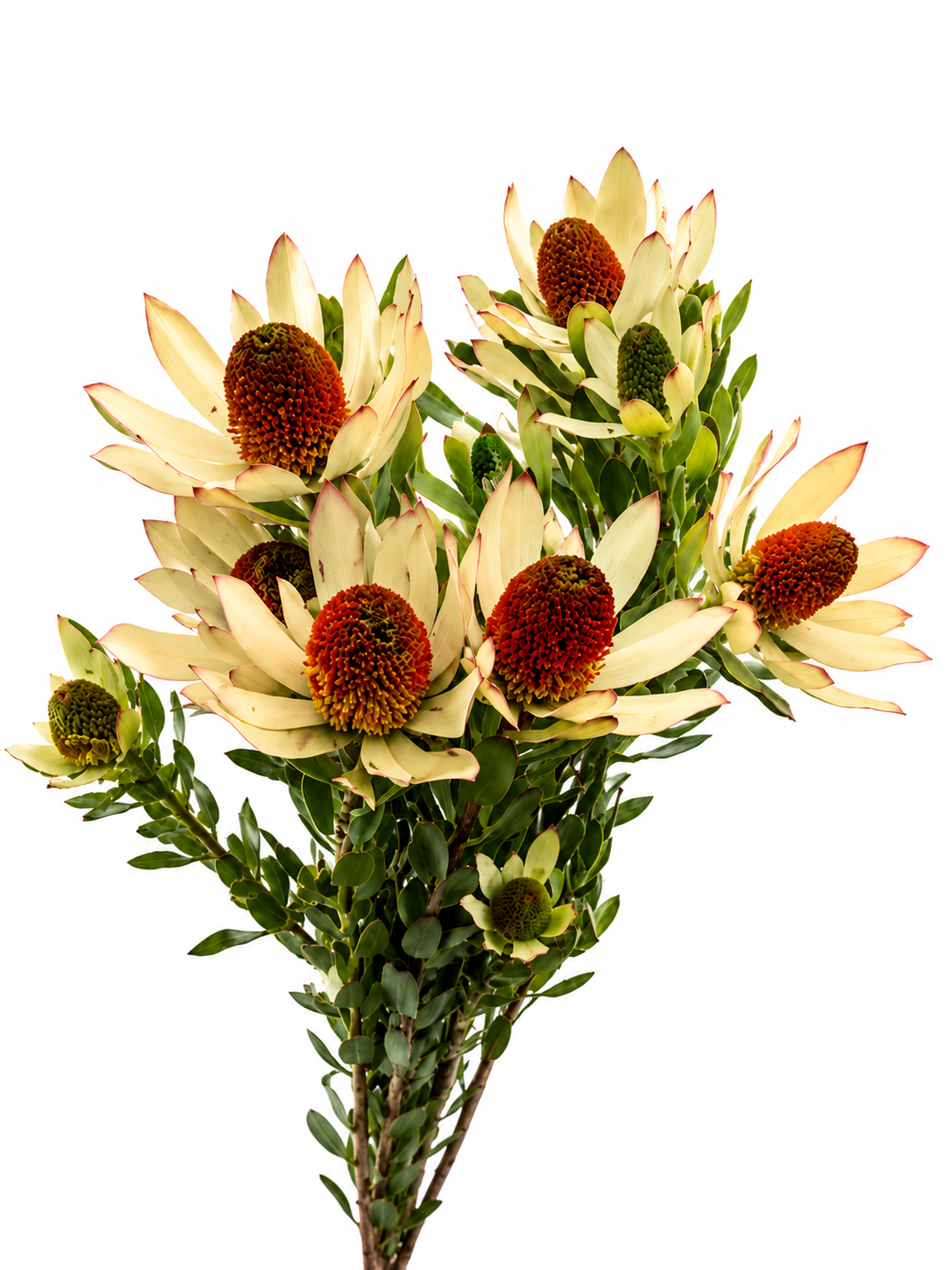 Leucadendron Discolor