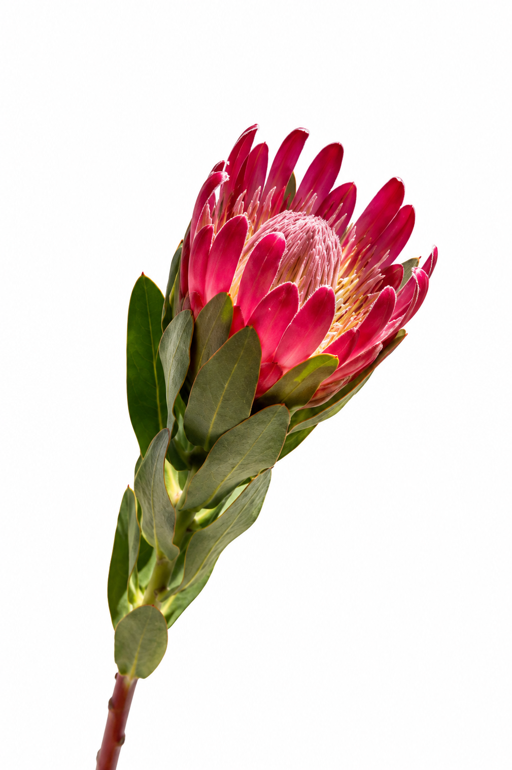 Protea Brenda