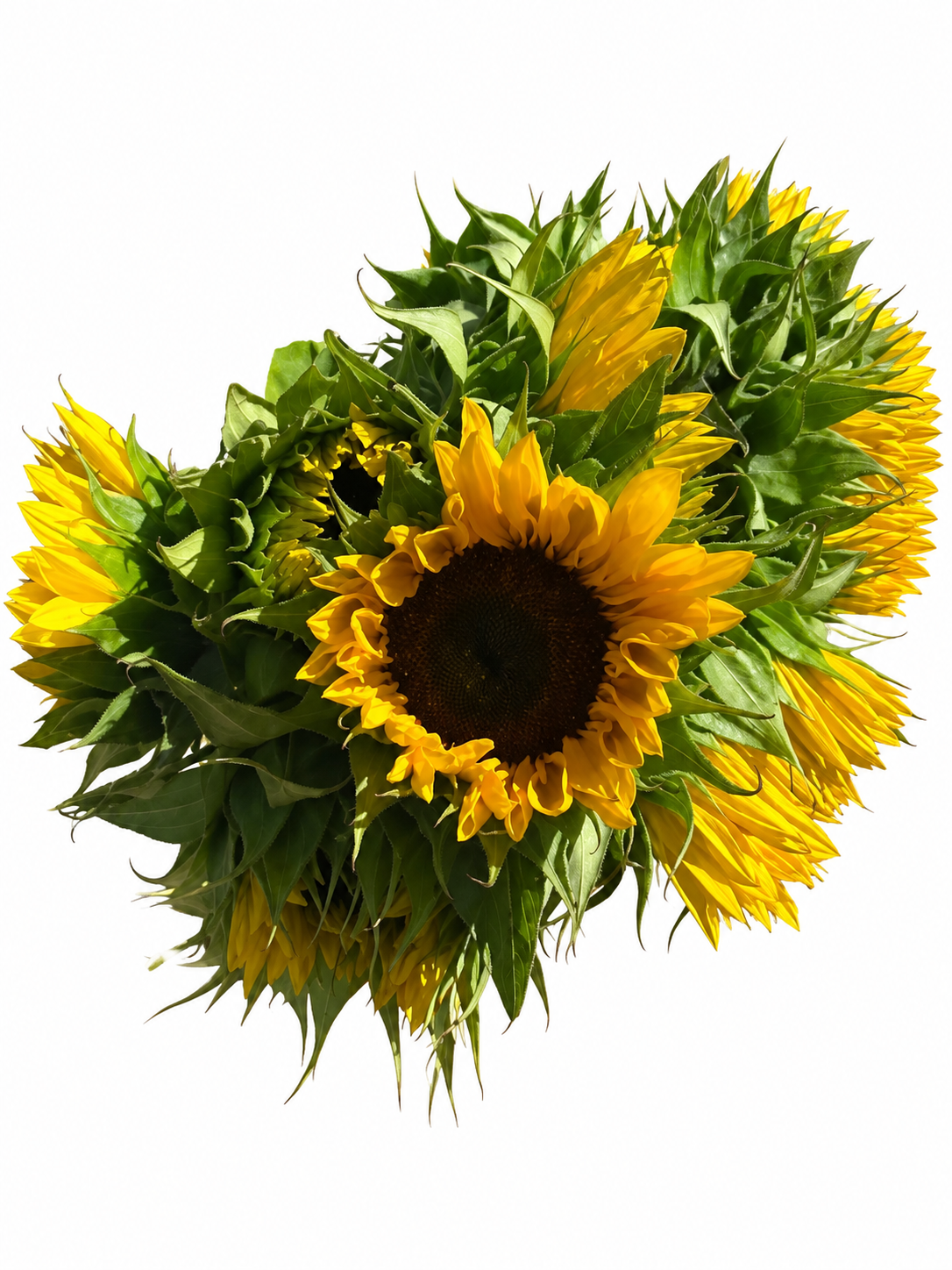 ProCut Sunnies Sunflower