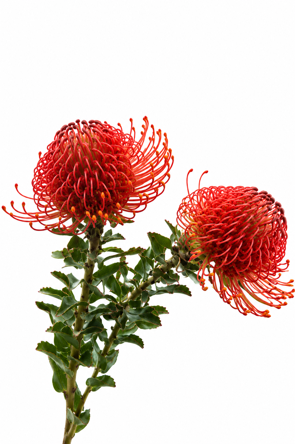 Pincushion Red