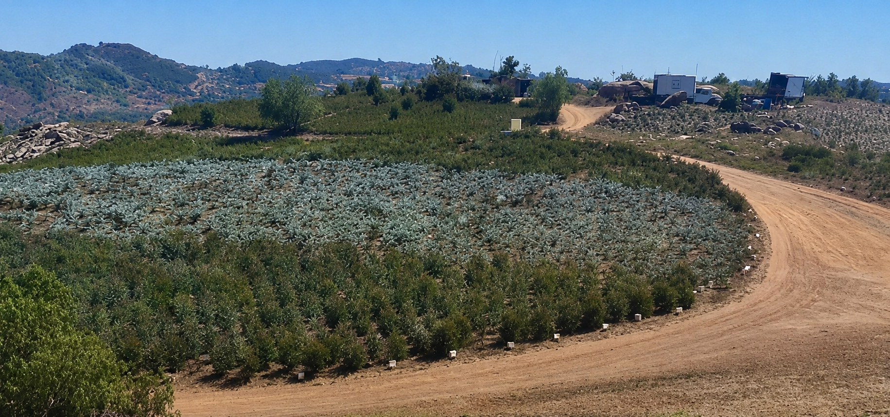 Rows of eucalyptus and foliage crops growing across the hillside fields at R/A Growers in Valley Center, California