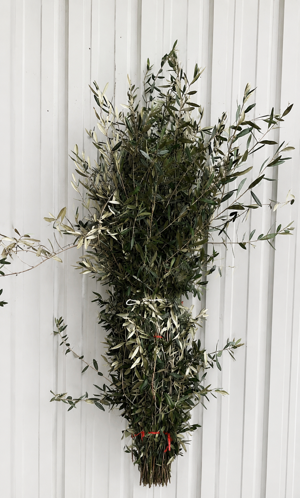 Olive Branches 6ft Tall