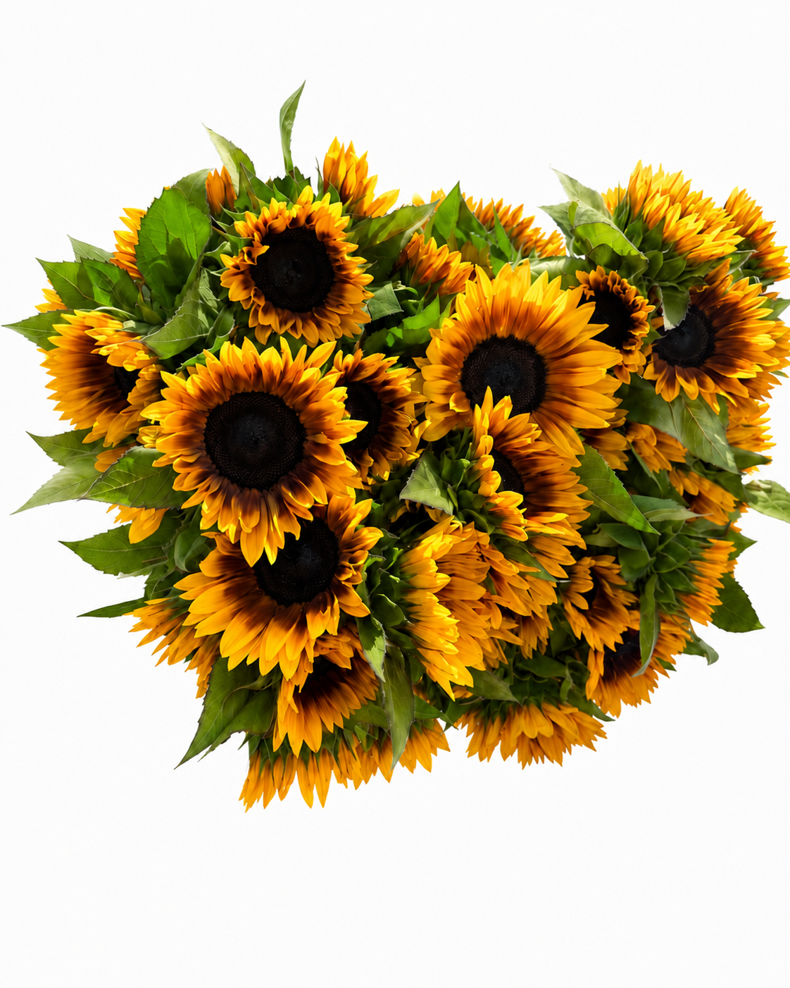 Ring Of Fire Sunflowers