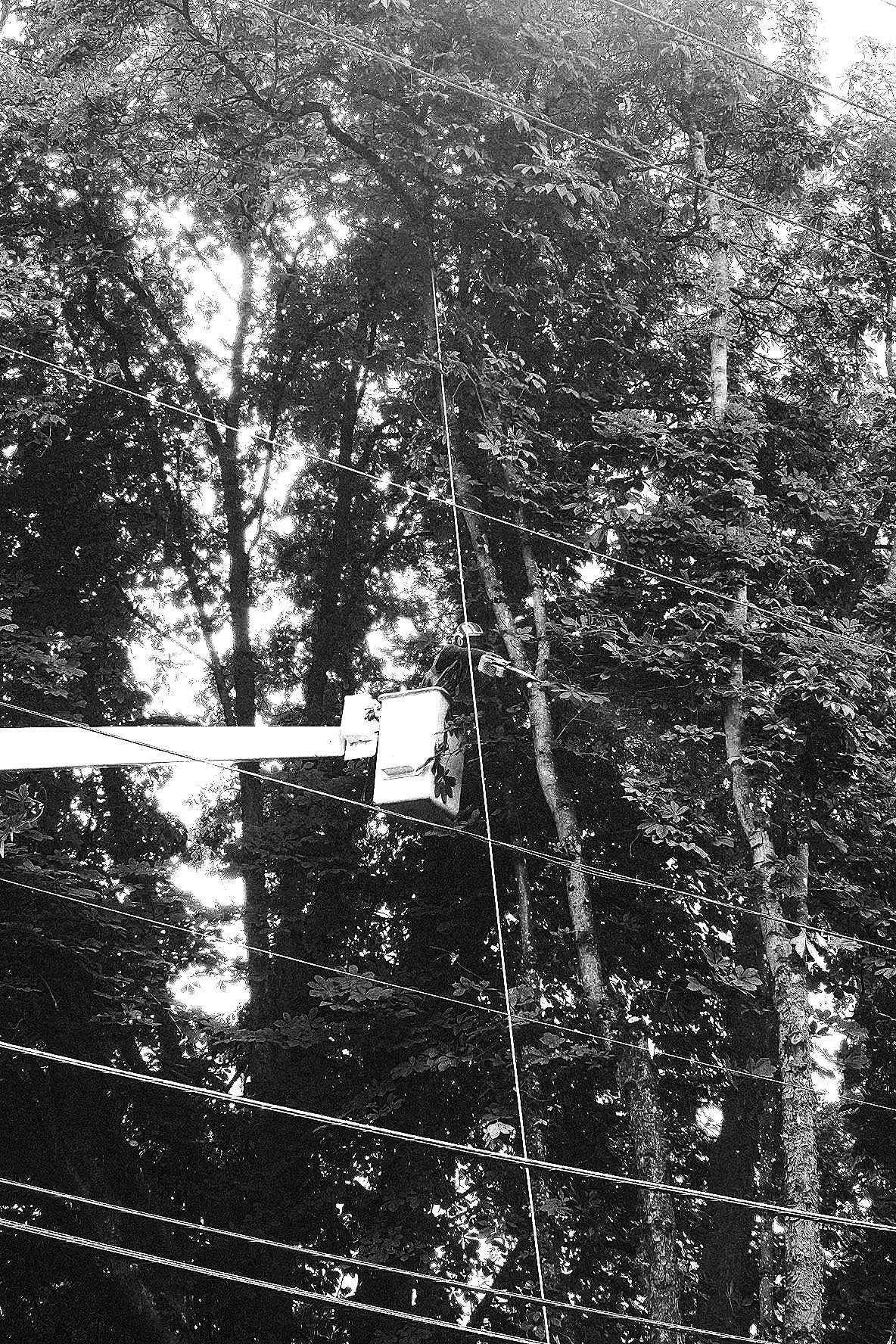 Utility worker on a bucket lift performing maintenance on power lines high among tall trees.