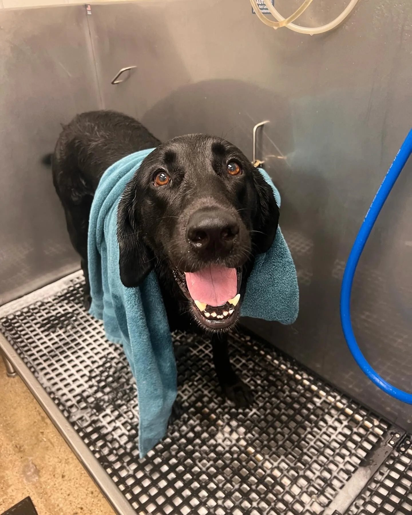Grooming Appointment