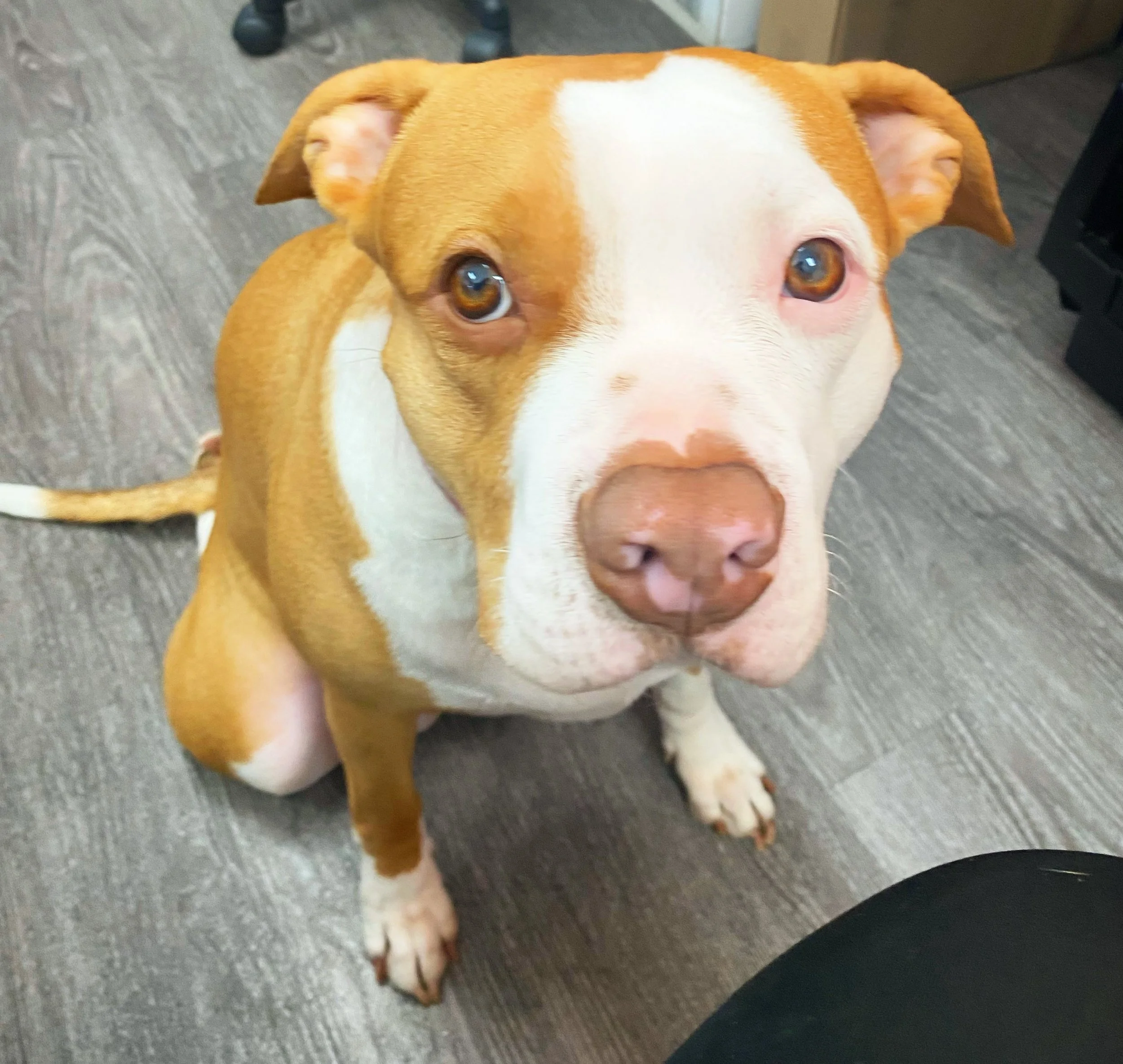 Veterinary Visit