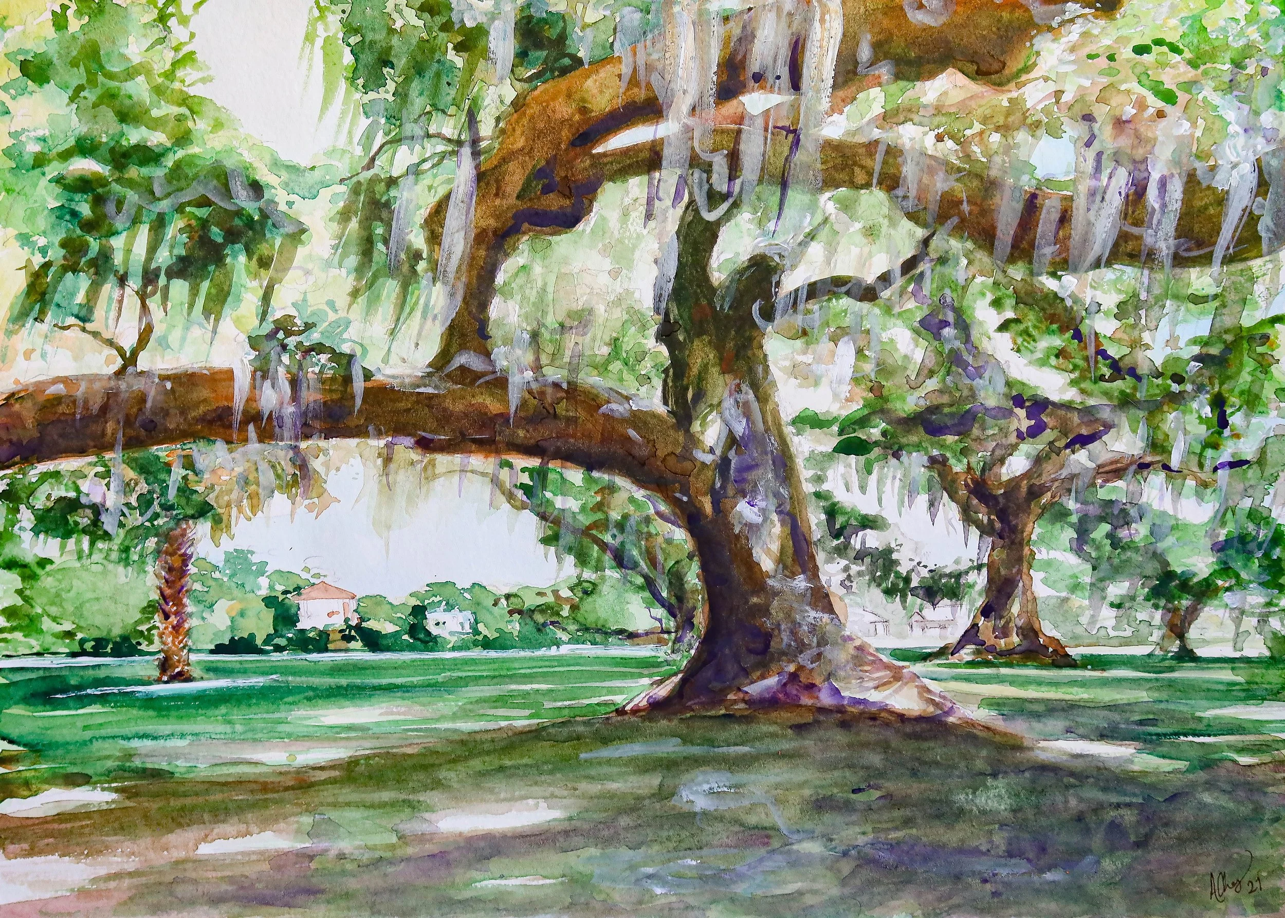 Audubon Live Oak Trees