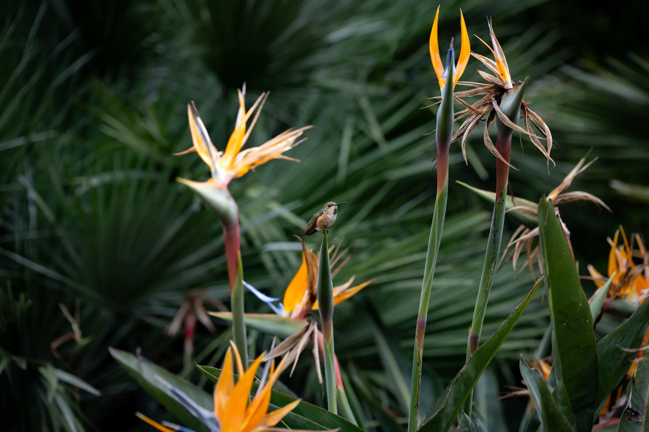 Bird of Paradise, Malibu, California