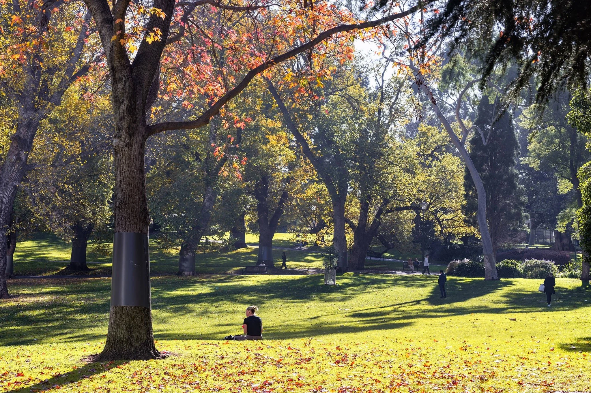 A park scene during fall with large trees having colorful leaves and a grassy area with fallen leaves. There are people walking and sitting on benches, with sunlight streaming through the trees.