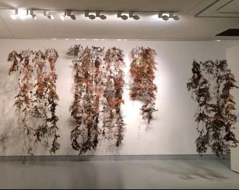 An art installation on a white gallery wall featuring hanging dried plant specimens arranged in five vertical columns.