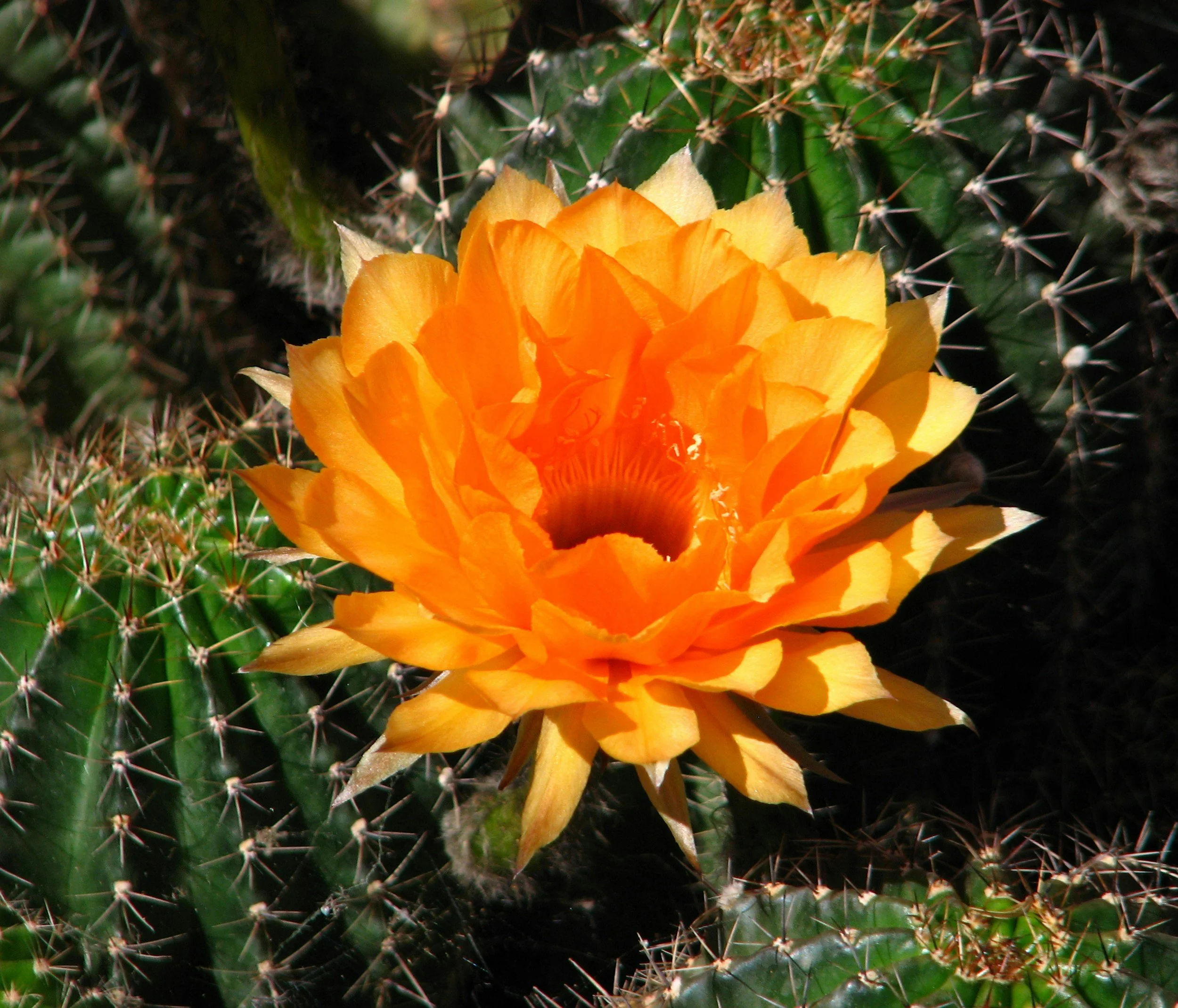 A close-up of an orange cactus flower blooming among green cactus pads with spines.
