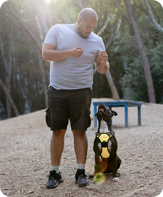 A man in a gray t-shirt and black shorts standing outdoors with a black and white dog wearing a harness, looking up at the man with its tongue out.