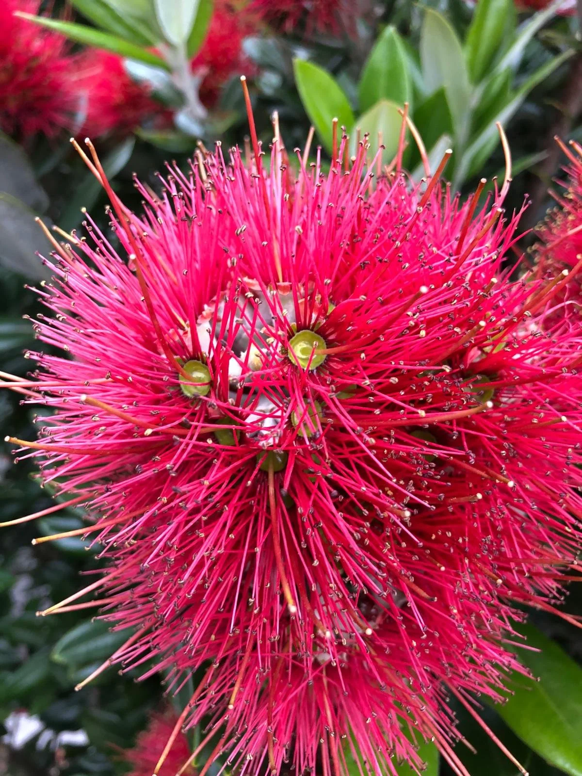 Close-up image of a bright pink flower with many thin, radiating filaments and small black anthers at the tips, surrounded by green leaves.