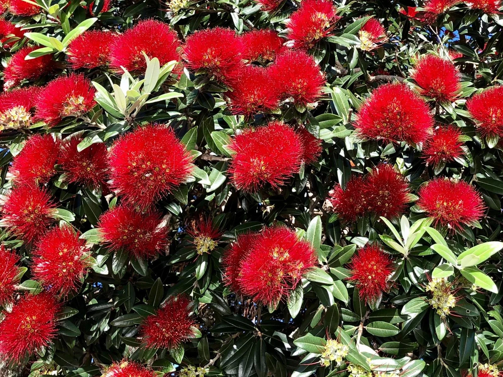 Cluster of red fluffy ball-shaped flowers on green leafy shrub.