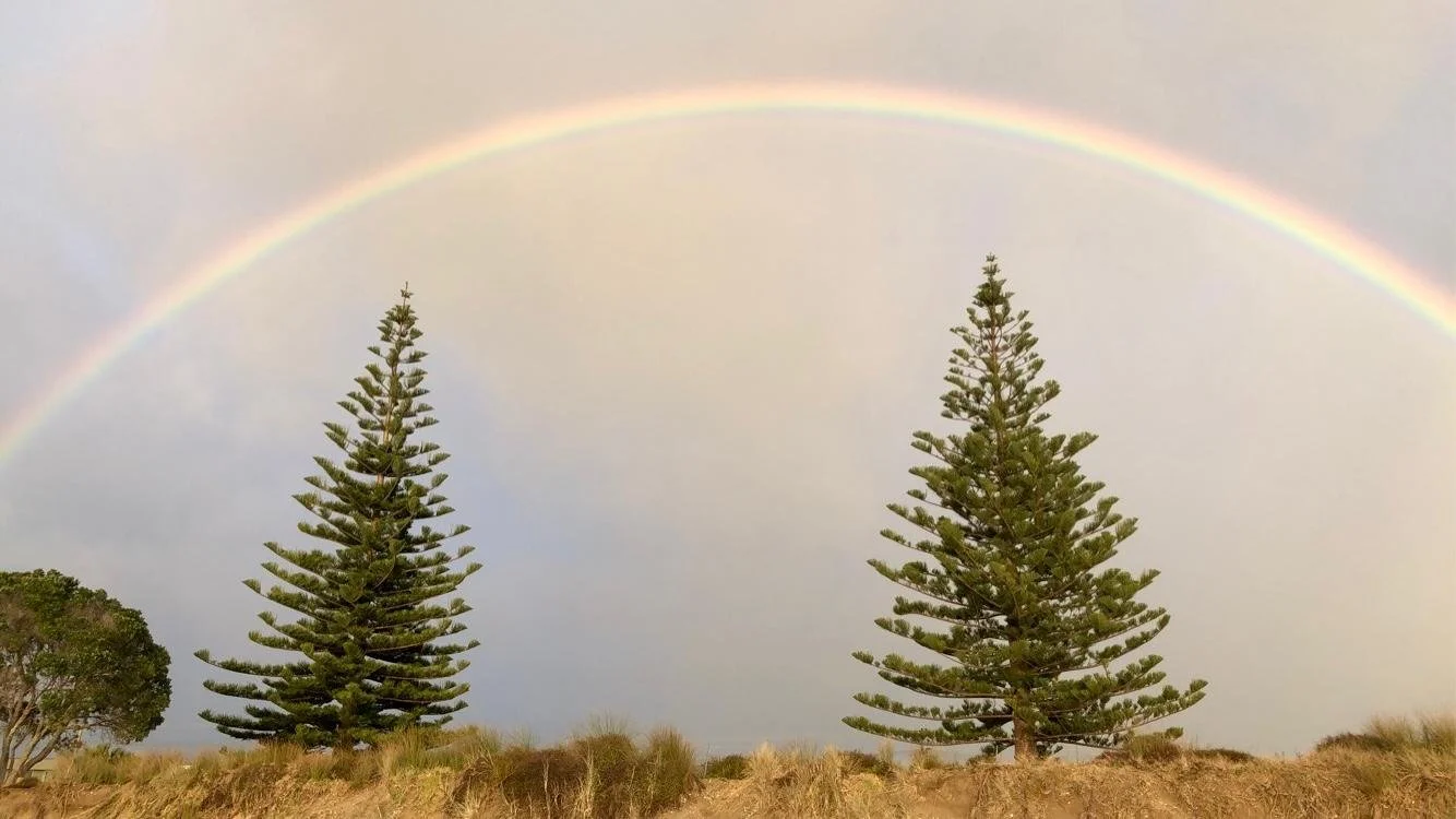 Two pine trees on a grassy hill under a rainbow in a cloudy sky.