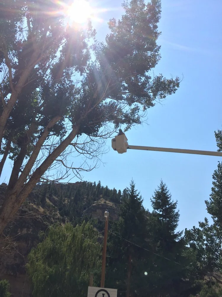 Tree with sunlight shining through the branches, utility bucket lift with someone working, smaller trees and a mountain in the background, clear blue sky.