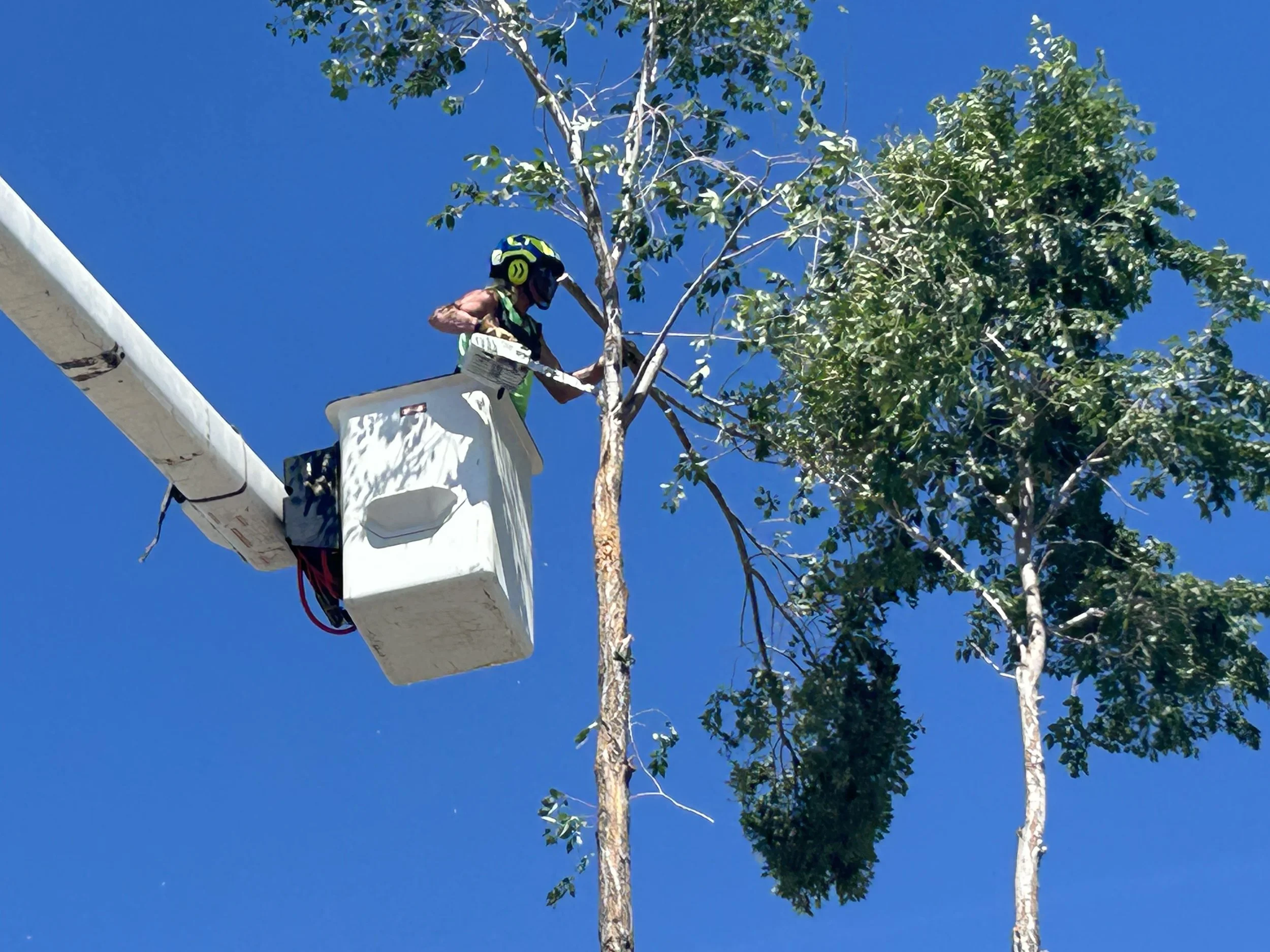 A worker in a yellow and black safety helmet and a harness is using a bucket truck to trim a tall tree with green leaves against a clear blue sky.