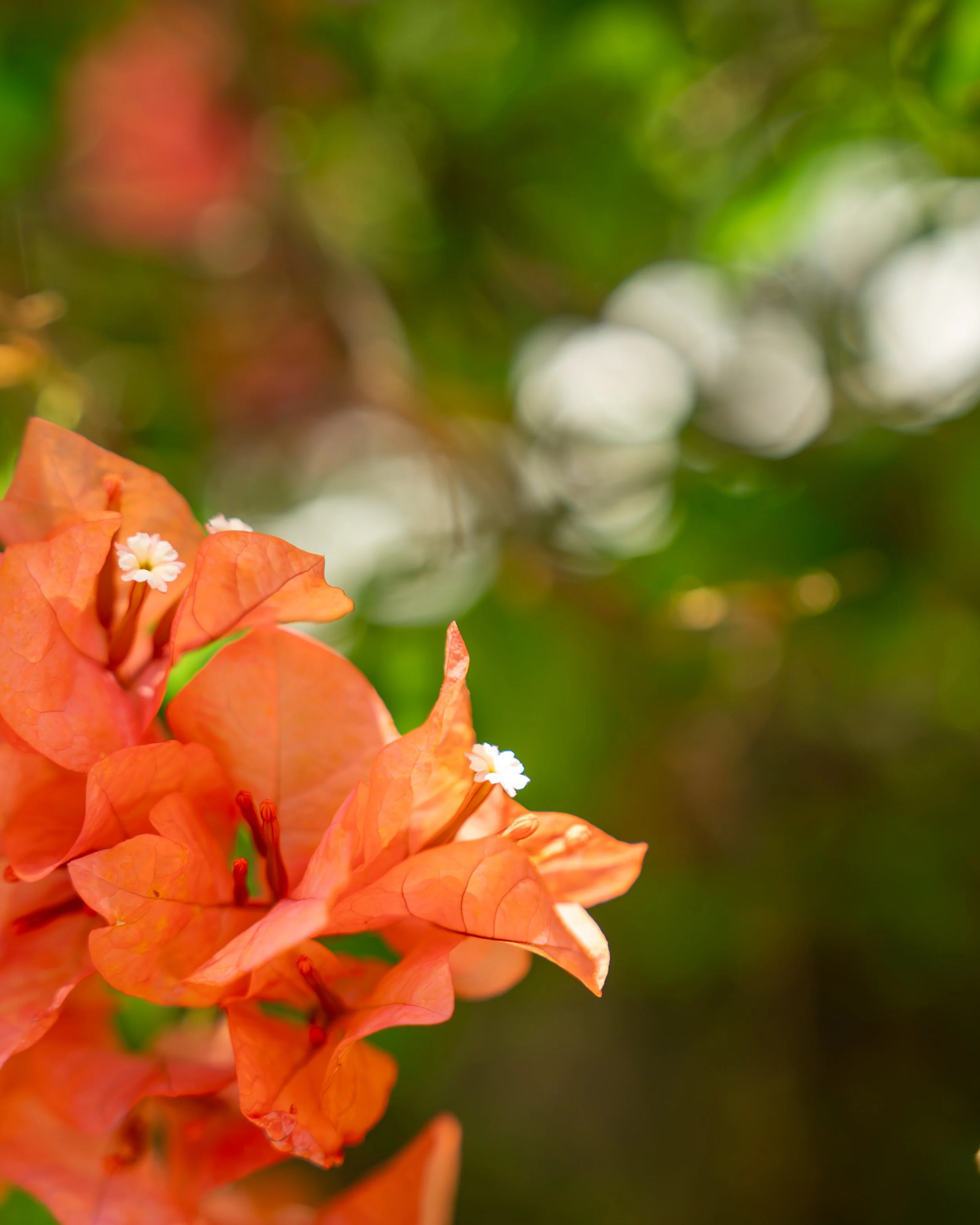 Andaz Bali-65.jpg