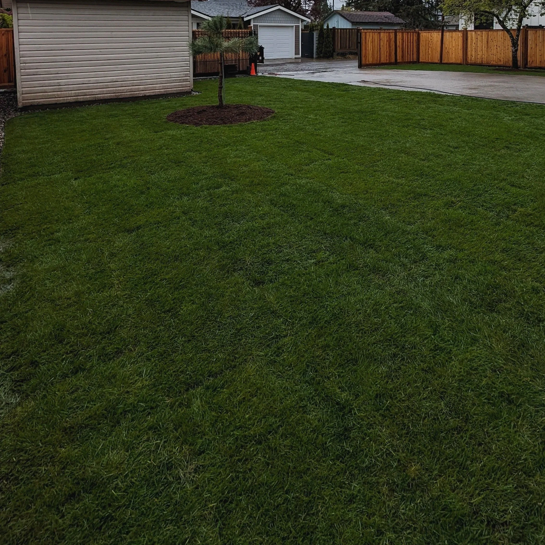 Newly installed sod with mulched beds and new fencing- Port Coquitlam backyard