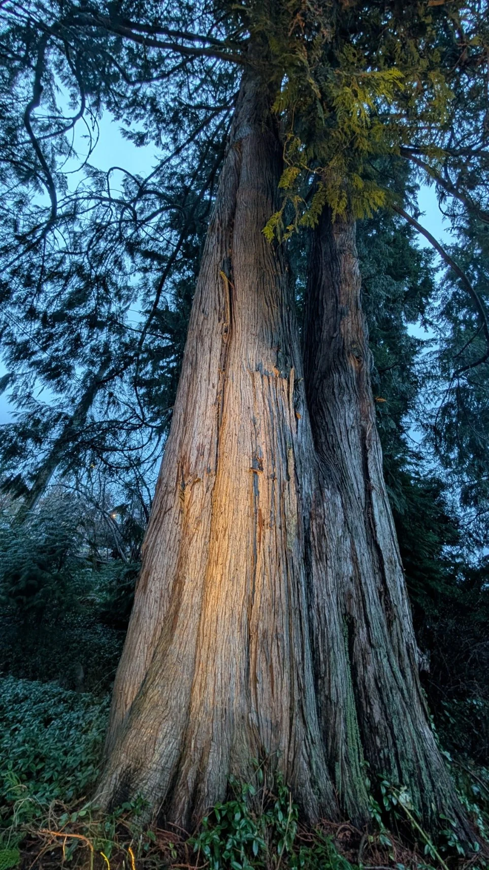 Landscape well lighting installed below cedar canopy - Coquitlam, backyard