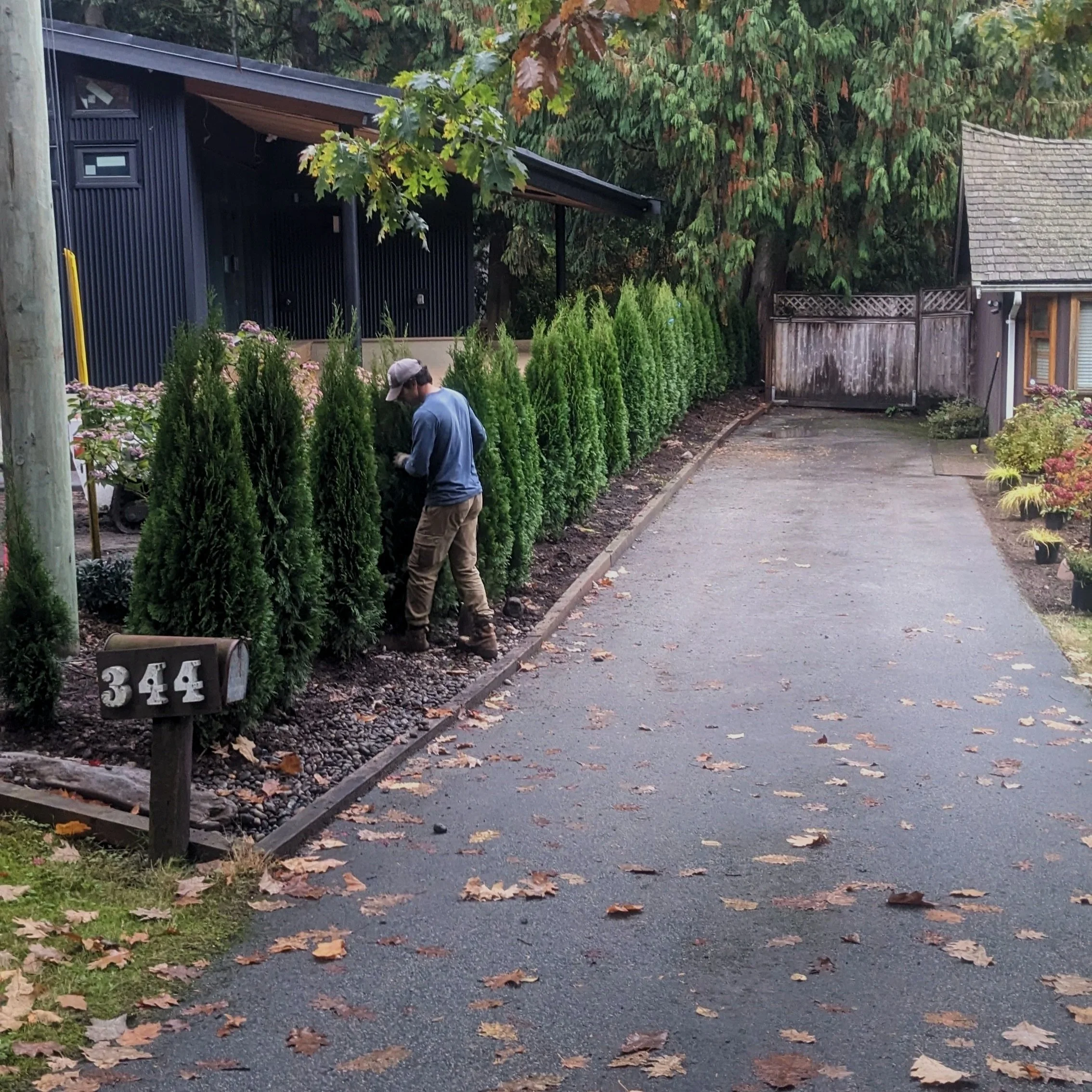 Cedar hedge planting - Vancouver, BC backyard
