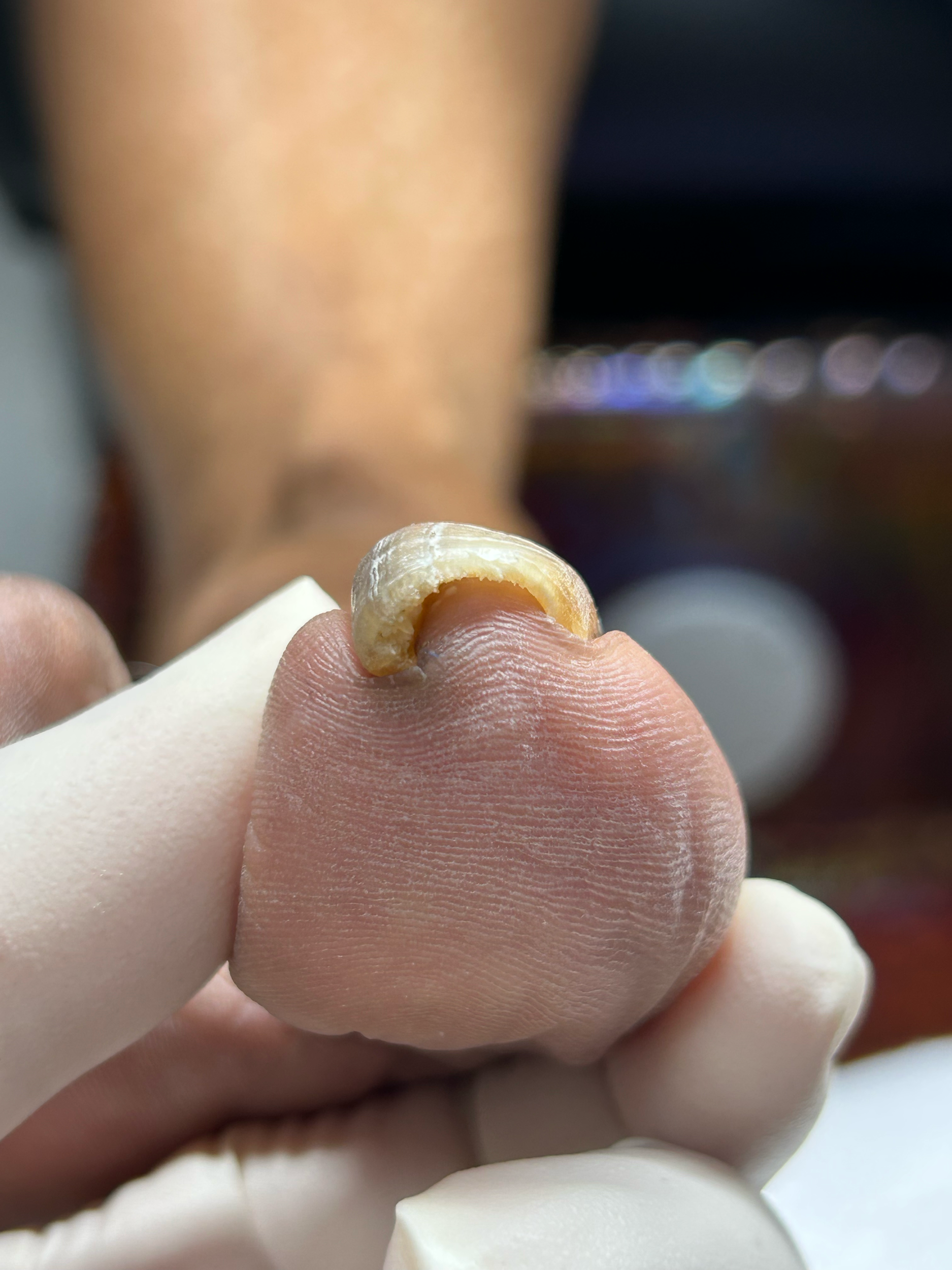 Close-up of a person's fingers holding a small, peeled piece of garlic.