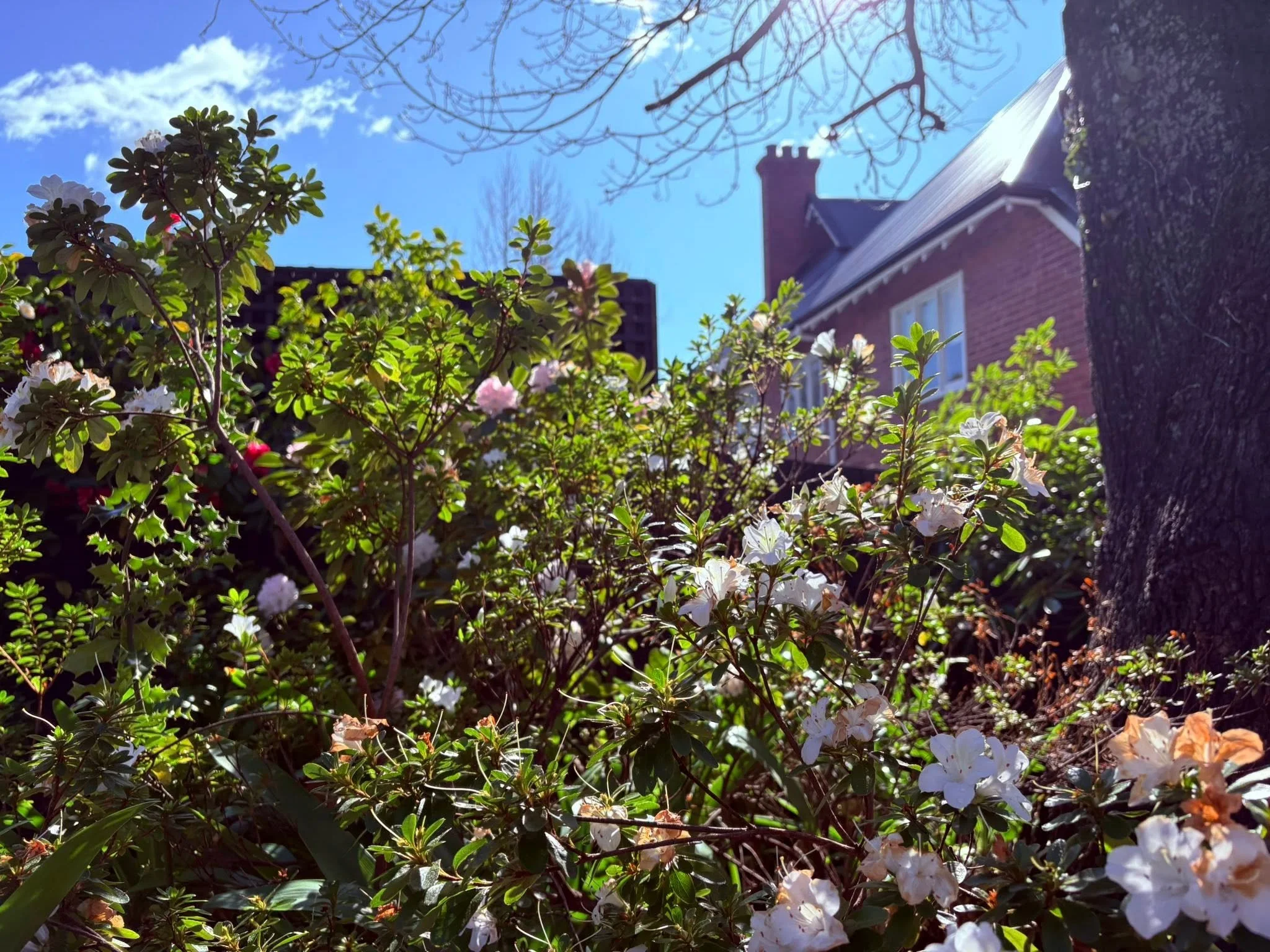 Blooming white flowers on shrubbery in front of a house, with a blue sky and some clouds, a tree without leaves, and part of a skyscraper in the background.