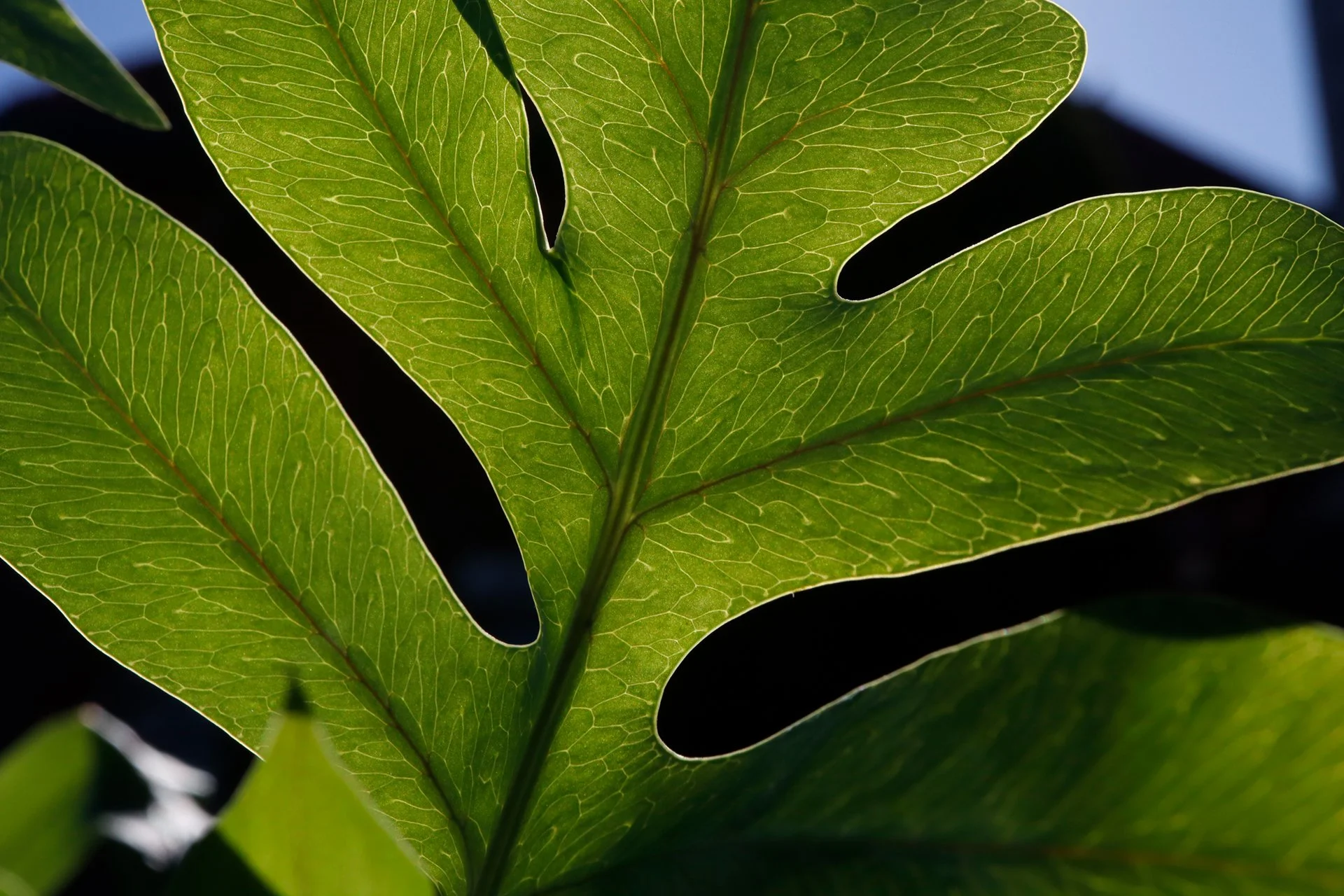 Close-up of green leaves with prominent veins and smooth edges, illuminated by sunlight.