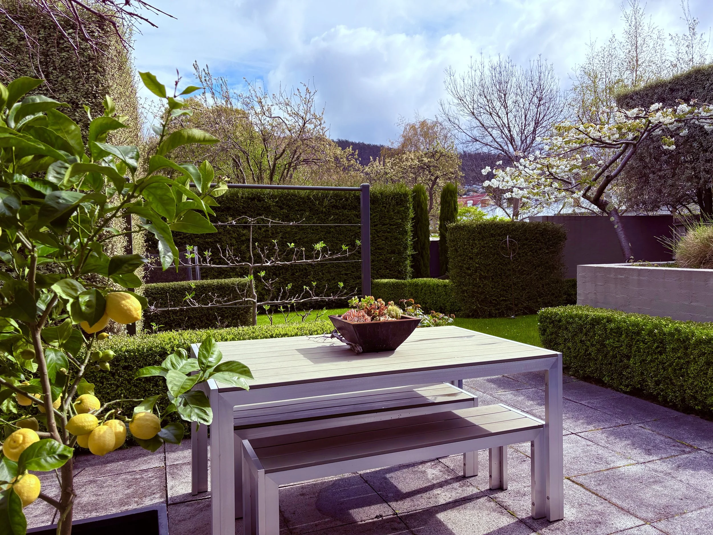 A backyard patio with a white table and benches, a bowl of succulents, a lemon tree with ripe lemons, and a view of trees, shrubs, and a cloudy sky.