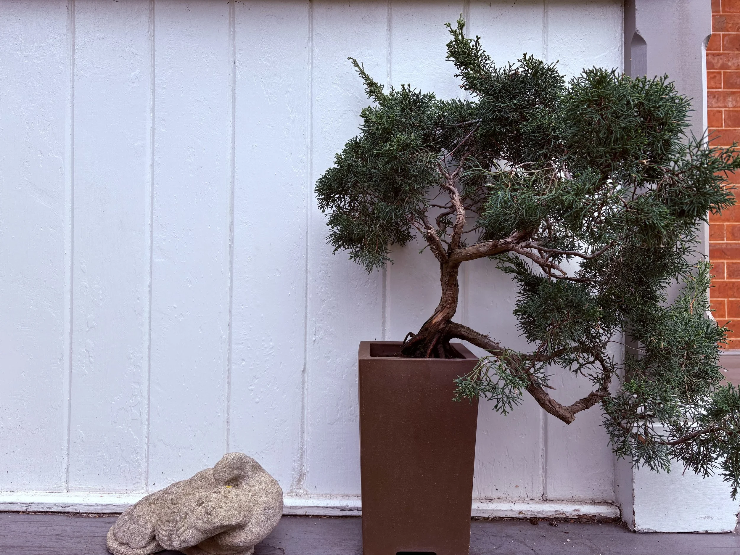 A potted evergreen shrub in a rectangular brown planter, a large rock, and a white wooden fence background.