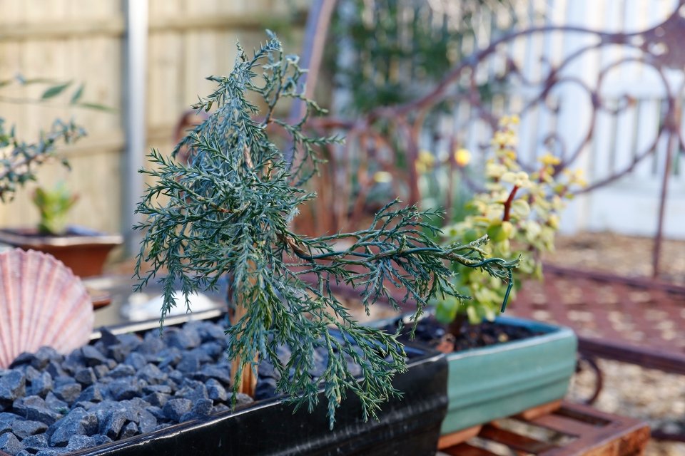 Potted plant with thin, needle-like, bluish-green leaves on rocks and behind a decorative shell in a garden.
