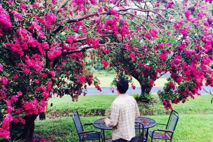 A man sitting at a round table with two chairs under pink flowering trees in a park.