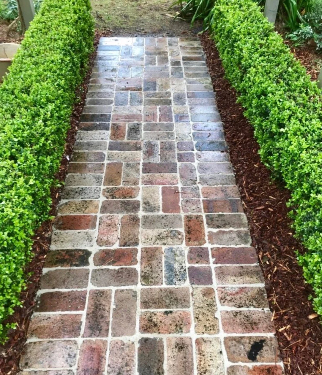 A brick pathway bordered by neatly trimmed green bushes and mulch.
