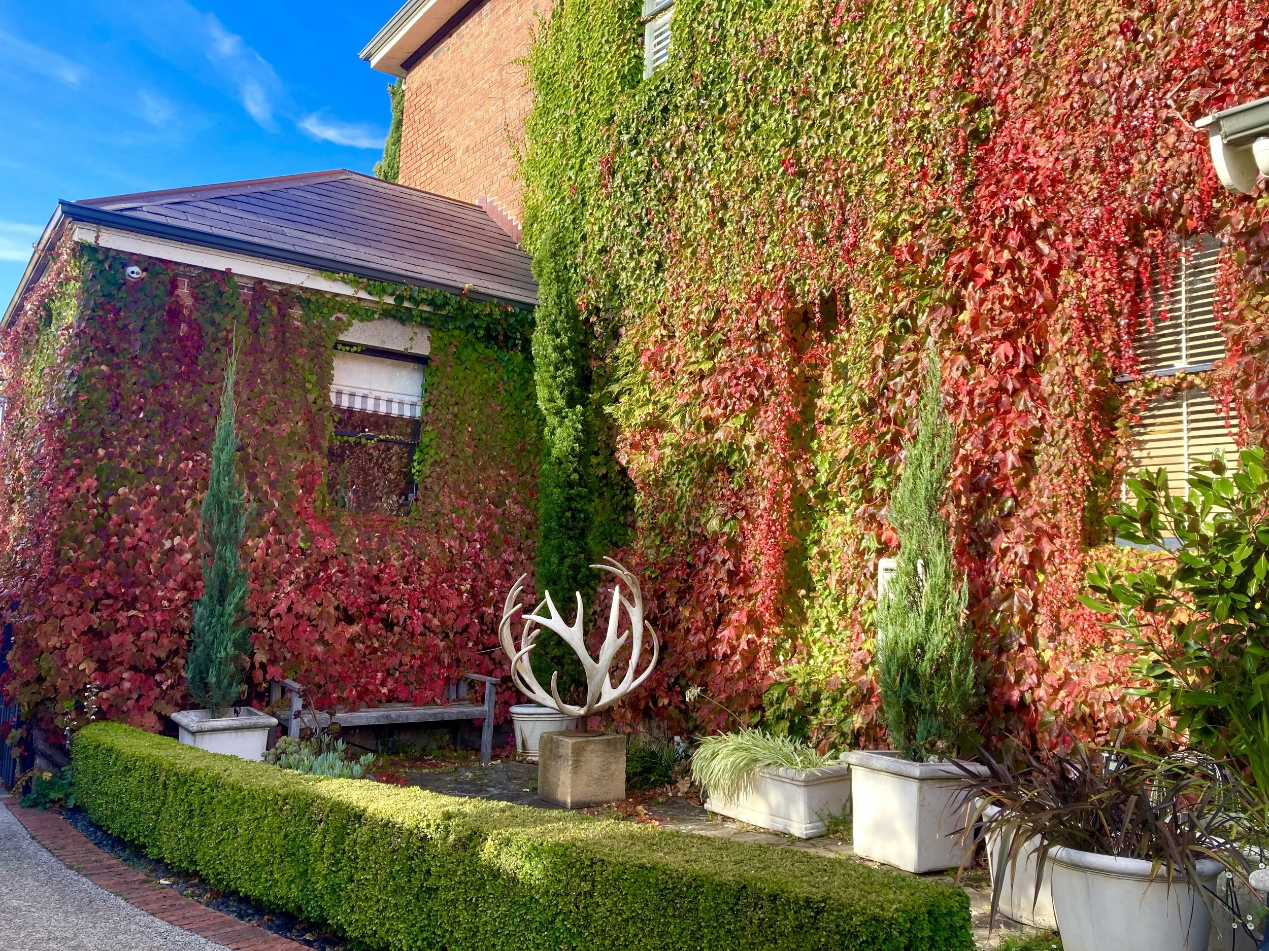 A brick house with predominantly red ivy covering the walls, a bench with a small sculpture of white deer antlers in front, and potted plants along a well-maintained garden.