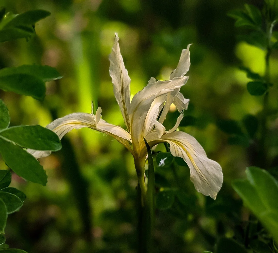 wild white iris -spring2024 .jpg