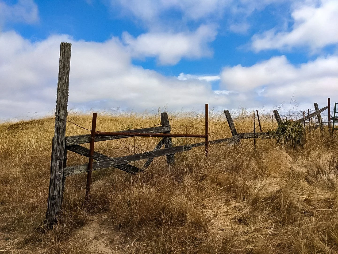 fence and field.jpg